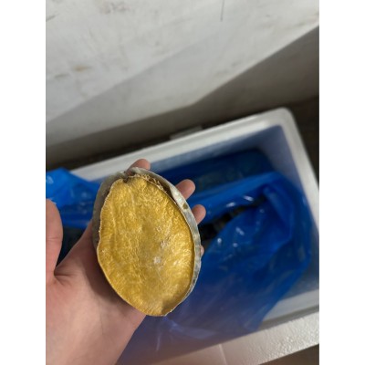 源头工厂现货FD冻干鲍鱼礼盒用直播电商代发带壳鲍鱼干货批发