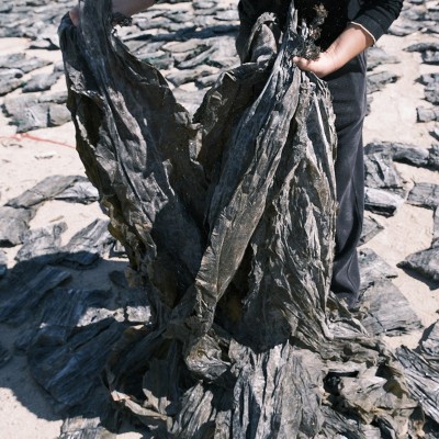 厂家批发整颗干晒干海带头肉厚整颗海带批发工厂代发厂批发图2