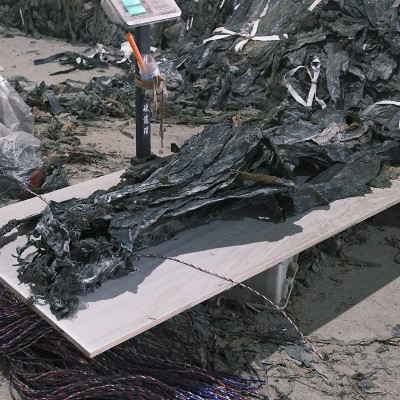 厂家批发整颗干晒干海带头肉厚整颗海带批发工厂代发厂批发图4