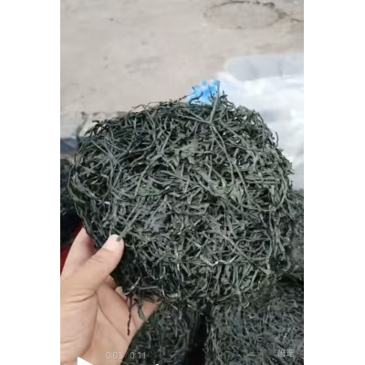 海带丝干货烘干海带丝海带圈圈跑江湖地摊展销餐饮海带丝批发货源图3