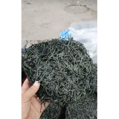 海带丝干货烘干海带丝海带圈圈跑江湖地摊展销餐饮海带丝批发货源图5