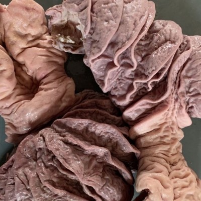 牛肠牛散带半熟全熟牛丸口牛大肠新鲜国产牛肚火锅炖煮牛杂食材批图3