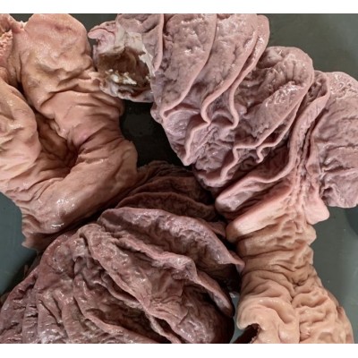 牛肠牛散带半熟全熟牛丸口牛大肠新鲜国产牛肚火锅炖煮牛杂食材批