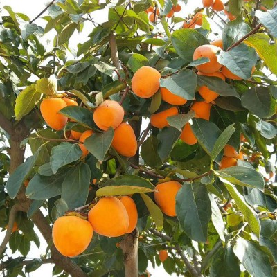 正宗陕西柿饼农家霜降吊饼自然晾晒上霜软糯香甜吊饼原料产地富平图2