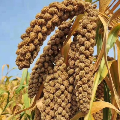 塬上陕北米脂香谷小米5斤黏糯黄小米陕西特产厂家直销一件代发图3