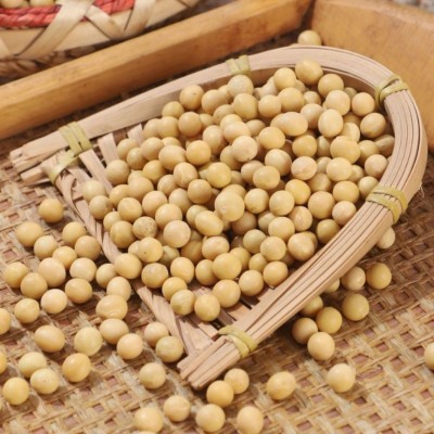 大量批发东北黄豆50斤一包做豆腐打豆浆专用大豆豆子散装非转基因图4