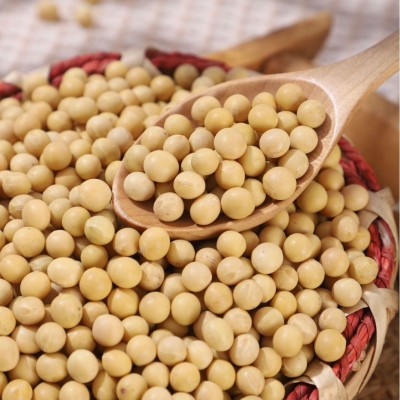 大量批发东北黄豆50斤一包做豆腐打豆浆专用大豆豆子散装非转基因图2
