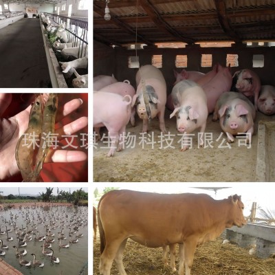 酿酒酵母 活性酵母菌200亿 水产反刍养殖适用 量大价优 货源足图4