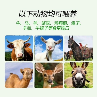 牛羊马畜牧牧草颗粒驴鹿鸡鸭鹅猪兔动物养殖干鲜饲草料牧草饲料图2