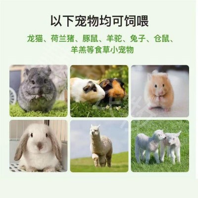 苜蓿草颗粒兔粮马场动物园仓鼠荷兰猪通用营养均衡饲料草段图3