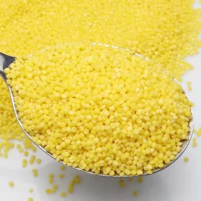 新内蒙小米东北河北黄小米50斤大包装品种齐全黄小米家庭装图2