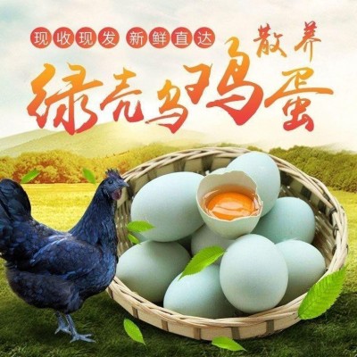 新鲜乌鸡蛋绿壳乌鸡蛋虫草乌鸡蛋富硒鸡蛋散养乌鸡蛋正宗大量批发