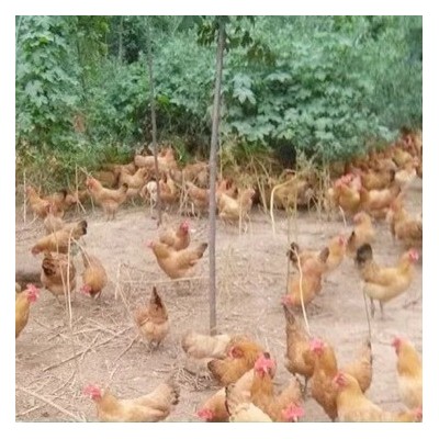 新鲜草鸡蛋农家散养土鸡蛋柴鸡蛋谷物土鸡蛋鸽子蛋大量绿壳蛋批发图3