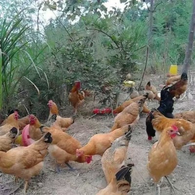 山鸡蛋草鸡蛋土鸡蛋富硒虫草鸡蛋土鸡蛋正宗散养大量批发图2