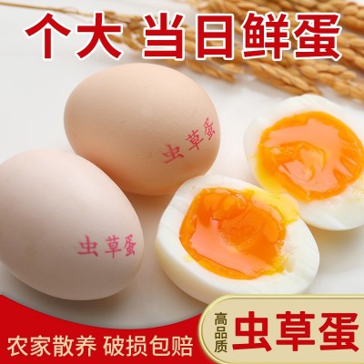 农家散养土鸡蛋，大个虫草蛋单枚50g左右 五谷喂养土鸡蛋一件代发