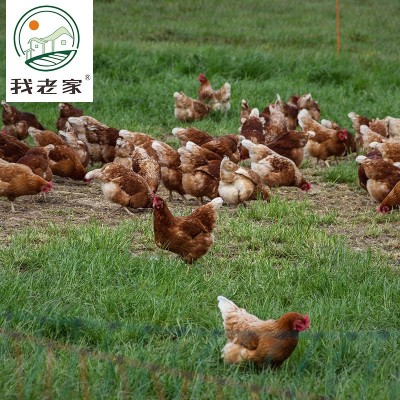 我老家土鸡蛋40枚 品质款土鸡蛋散养厂家直销农家土鸡蛋批发图3