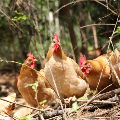 六万山参皇鸡三黄走地鸡2只装整鸡冷链配送冰鲜散养农家土鸡生鲜