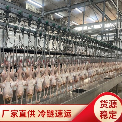 参皇土鸡玉林三黄鸡整鸡白条鸡农家散养老鸡鲜鸡肉源头直供图2