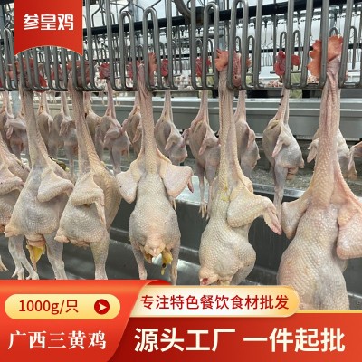 参皇土鸡玉林三黄鸡整鸡白条鸡农家散养老鸡鲜鸡肉源头直供