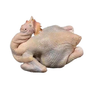 参皇土鸡玉林三黄鸡整鸡白条鸡农家散养老鸡鲜鸡肉源头直供图5