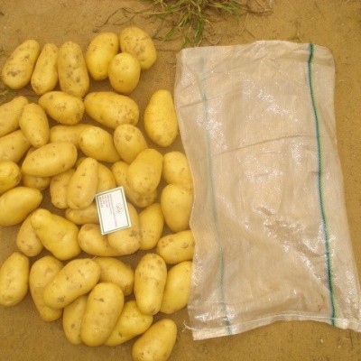 常年供应土豆，欢迎前来咨询图4