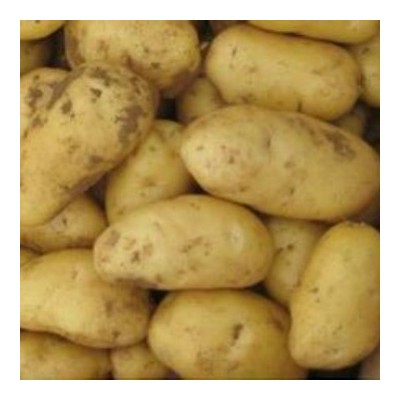 常年供应土豆，欢迎前来咨询图2