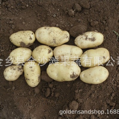 常年供应土豆，欢迎前来咨询图5