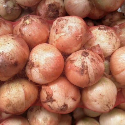 大量提供红皮、黄皮洋葱 量大从优 长期供应 价格优惠图4