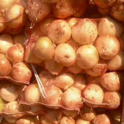大量提供红皮、黄皮洋葱 量大从优 长期供应 价格优惠图2