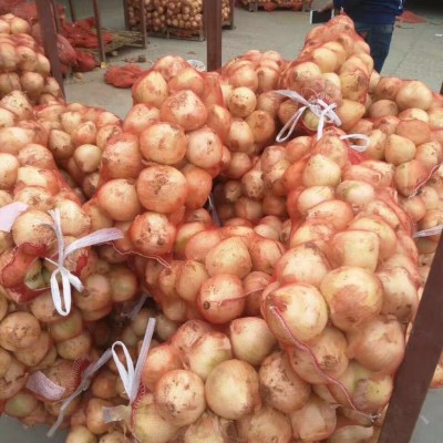 大量提供红皮、黄皮洋葱 量大从优 长期供应 价格优惠图3