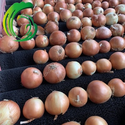 保鲜黄洋葱 9CM以上 工厂直供 甘肃产地 备案基地 出口韩国 BRC