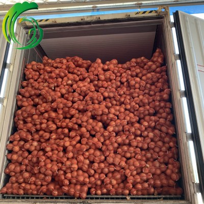 保鲜黄洋葱 9CM以上 工厂直供 甘肃产地 备案基地 出口韩国 BRC图4