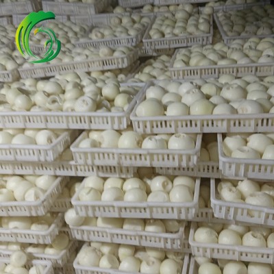 冷冻洋葱球 工厂直供 备案种植基地 出口 中东 HACCP BRC FDA图4