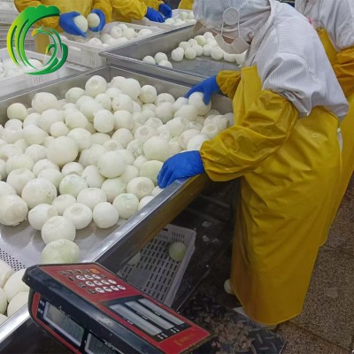 冷冻洋葱球 工厂直供 备案种植基地 出口 中东 HACCP BRC FDA图2