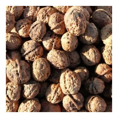 新货上市，常年供应核桃，质量保证 价格优惠图5