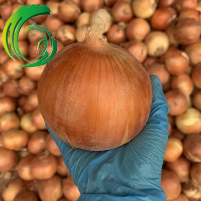 保鲜黄洋葱 15KG密网袋装 甘肃产地 备案种植基地产 出口韩国 BRC图2
