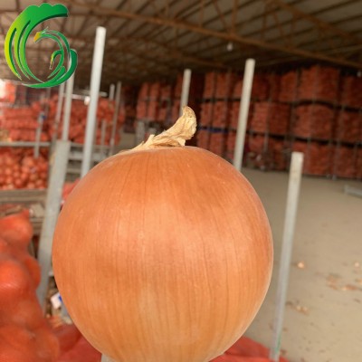 保鲜黄洋葱 15KG密网袋装 甘肃产地 备案种植基地产 出口韩国 BRC