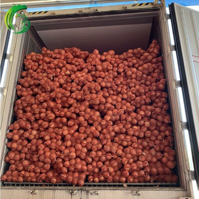 保鲜黄洋葱 15KG密网袋装 甘肃产地 备案种植基地产 出口韩国 BRC图4