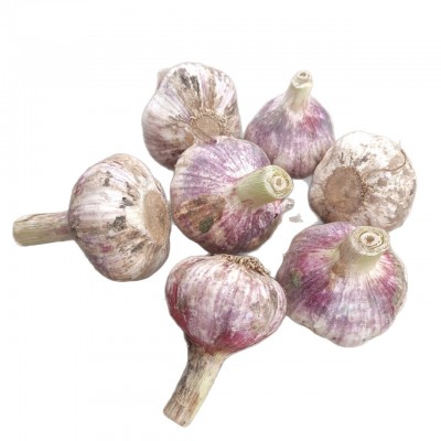 金乡大蒜 紫皮大蒜 各种规格 产地工厂直发图5