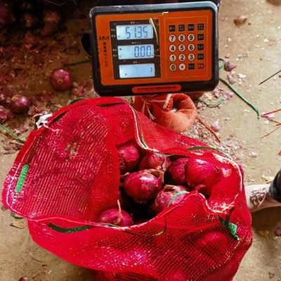 出口洋葱黄洋葱红洋葱源头厂家保鲜洋葱网袋包装可商检大量现货处图3