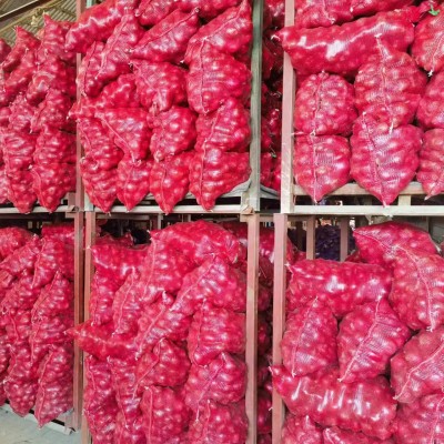 出口洋葱黄洋葱红洋葱源头厂家保鲜洋葱网袋包装可商检大量现货处图4