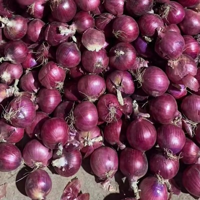 2025年红洋葱7-10厘米源头工厂洋葱可出口洋葱图3