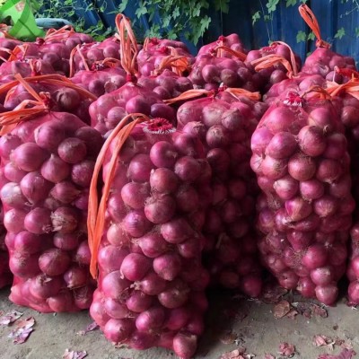 2025年红洋葱7-10厘米源头工厂洋葱可出口洋葱图5