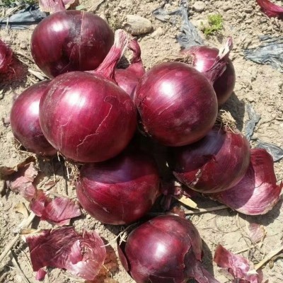 2025年红洋葱7-10厘米源头工厂洋葱可出口洋葱图2