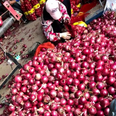 2025年红洋葱7-10厘米源头工厂洋葱可出口洋葱