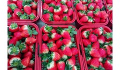 东至青山乡：草莓迎丰收 映红致富路