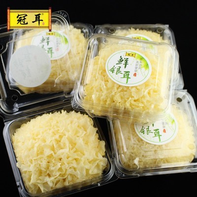 地理标识 鲜银耳6朵顺丰 现摘新鲜银耳古田白木耳易糯多胶代发