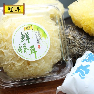 地理标识 鲜银耳6朵顺丰 现摘新鲜银耳古田白木耳易糯多胶代发图2