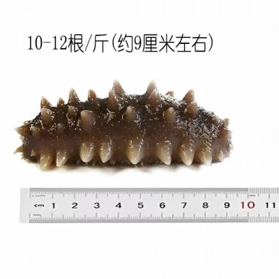 国标即食海参冷冻大连刺参500g袋装厂家批发顺丰发货鲜食海参厂家图5