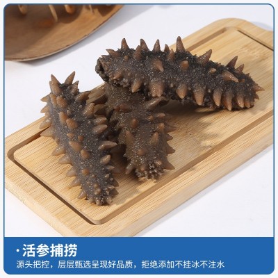 工厂直营批发大连鲜食海参辽刺参一手货源海参劲道口感500g图2
